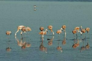 flamingos resten i en salt lagun, la pampa provinsen, Patagonien, argentina. foto