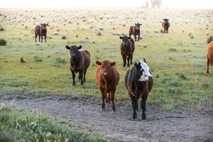 intensiv föder upp av kor, argentine kött produktion foto