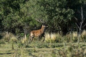 röd rådjur i calden skog miljö, la pampa, argentina, parque luro, natur boka foto