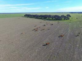 kor och fåglar i flyg, nötkreatur häger flock, pampas, argentina foto