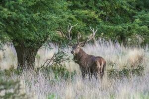 röd rådjur i parque luro natur boka, la pampa, argentina foto