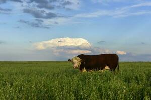tjur Uppfostrad med naturlig gräs, argentine kött produktion foto