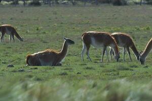 lama djur, , i pampas gräsmark miljö, la pampa provins, patagonien, argentina foto
