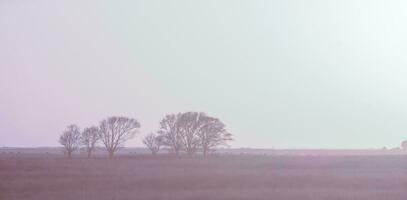 pampas solnedgång landskap, la pampa, argentina foto