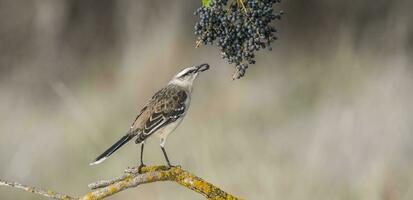 vit banded härmfågel, patagonien, argentina foto