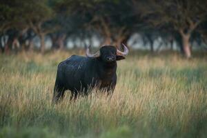 vatten buffel, bubalus bubalis, arter infördes i argentina, la pampa provins, patagonien. foto