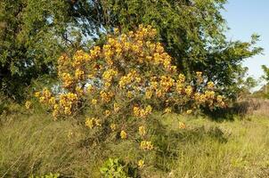 vild blomma i patagonien, Caesalpinia gilliesii, la pampa, argentina. foto