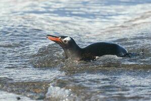 gentoo pingvin, på ett antarktisk strand, neko hamn, Antarktis foto