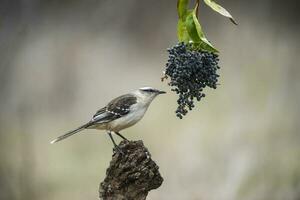 vit banded härmfågel, patagonien, argentina foto