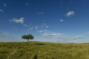 pampas gräs landskap, la pampa provins, patagonien, argentina. foto