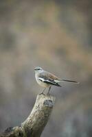 vit banded härmfågel, patagonien, argentina foto