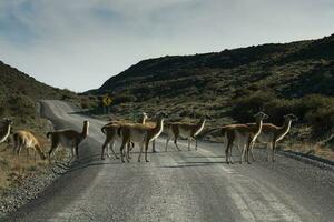 guanacos bete,torres del paine nationell parkera, patagonien, Chile. foto