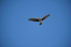 lång bevingad kärrhök i flyg, la pampa provins, patagonien , argentina foto