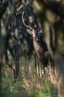 röd rådjur i la pampa, argentina, parque luro, natur boka foto