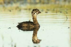 pied faktureras dopping simning i en lagun, la pampa provins, argentina. foto