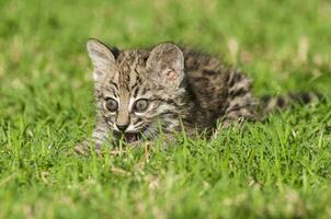 geoffroys katt, leopardus geoffroyi, i calden skog miljö , la pampa , argentina foto