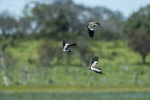 sydlig tofsvipa, vanellus chilensis i flyg, la pampa provins, patagonien, argentina foto