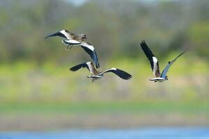 sydlig tofsvipa, vanellus chilensis i flyg, la pampa provins, patagonien, argentina foto