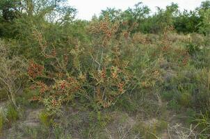 piquillin, endemisk vild frukt i de pampas skog, patagonien, argentina foto