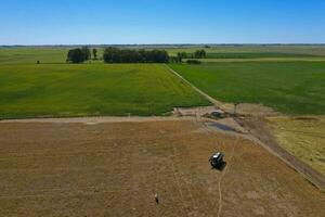 nötkreatur höjning i pampas landsbygden, la pampa provins, argentina. foto