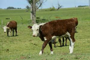 nötkreatur kalv i de landsbygden, argentine landsbygd, la pampa provins, argentina. foto