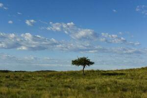 pampas gräs landskap, la pampa provins, patagonien, argentina. foto