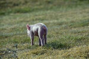 smågris nyfödd bebis, i bruka landskap. foto