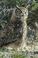 bra behornad Uggla, bubo virginianus nacurutu, halvö valdes, patagonien, argentina. foto