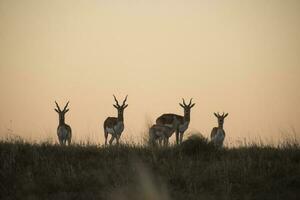 blackbuck antilop i pampas enkel miljö, la pampa provins, argentina foto