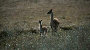 guanacos i pampas gräsmark miljö, la pampa provins, patagonien, argentina. foto