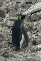 kejsare pingvin, aptenodytes forsteri, i hamn lockroy, goudier ö, antartica. foto