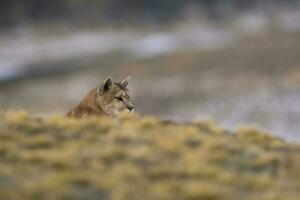 puma gående i berg miljö, torres del paine nationell parkera, patagonien, Chile. foto