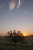 pampas gräs landskap, la pampa provins, patagonien, argentina. foto