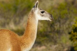 guanacos i lihue cal nationell parkera, la pampa, patagonien, argentina. foto