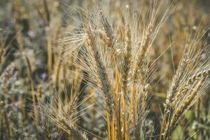 jordbruks produktion av vete, pampas, argentina foto