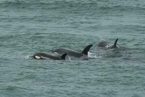 späckhuggare attackera hav lejon, patagonien argentina foto