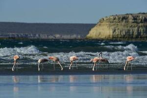 flamingos i havslandskap, patagonien, argentina foto