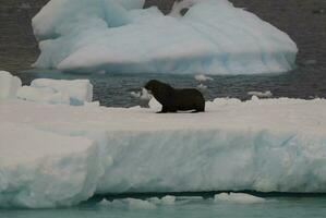 täta på ett isberg, i en frysta landskap i antarctica foto