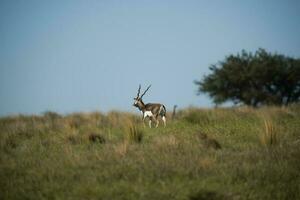 blackbuck antilop i pampas enkel miljö, la pampa provins, argentina foto