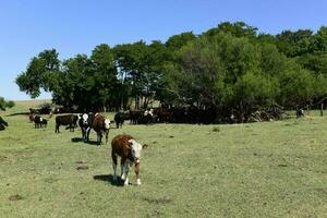 nötkreatur i argentine landsbygd, la pampa provins, argentina. foto