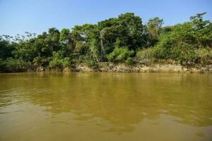 pantanal skog ekosystem, mato grosso, Brasilien foto