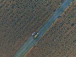 durra skörda, i la pampa, argentina foto