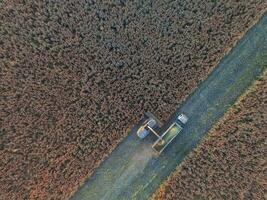 durra skörda, i la pampa, argentina foto