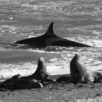 mördare val jakt hav lejon på de paragonisk kust, patagonien, argentina foto