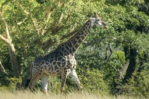 giraff i de djungel livsmiljö, afrika foto