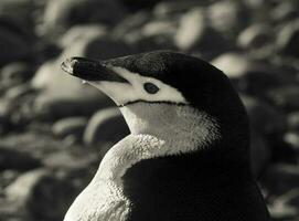hakrem pingvin, paulet ö, Antarktis, vetenskaplig namn, pygoscelis antarcticus foto
