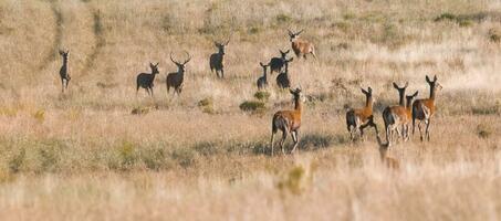 besättning av röd rådjur i la pampa, argentina, parque luro, natur boka foto