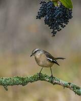 vit banded härmfågel, patagonien, argentina foto