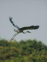 vit halsad häger, pantanal , Brasilien foto