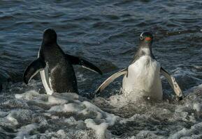 gentoo pingvin, antartika foto